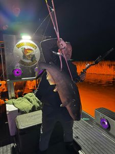Fish-Species