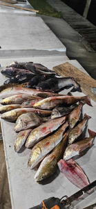 A fishing trip in LA