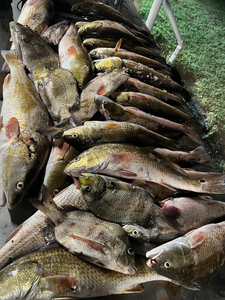 Sheepshead fish caught while fishing in LA