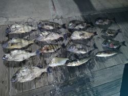 Image of 12 black drum and sheepshead fish caught in Brooksville
