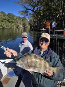 Yes, sheepsheads are a local catch here in FL