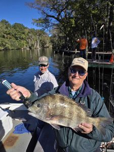 Sheepshead fish caught in FL