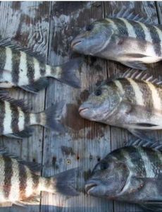 Six sheepshead fish caught in Brooksville