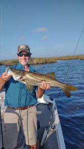 Snook fish caught while fishing in Florida