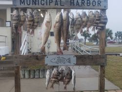 Sheepshead, and Redfish in Port Aransas, TX