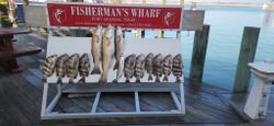 Port Aransas Fishing Charter