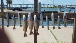 Aransas Bay Fishing for Redfish and Trout