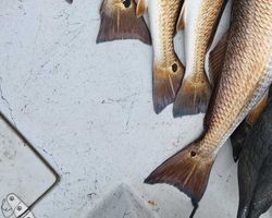 Inshore fishing in Port Aransas Redfish Bounty 