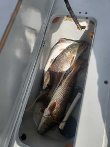 Fishing at Aransas Pass