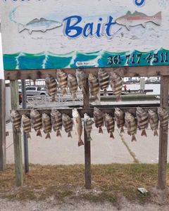 Discover Gulf treasures with Port Aransas Fishing