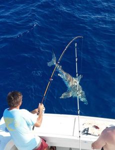 Silky Shark Catch in Port Aransas Tx Fishing!