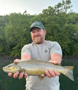 Great brown on Lake Taneycomo