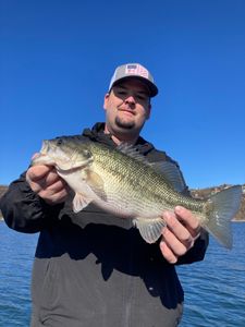 Great Spotted Bass on Table Rock!