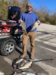 3 white bass fish caught while fishing in Branson