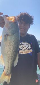 Big Table Rock Largemouth