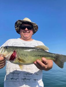 Largemouth Bass caught while fishing in MO