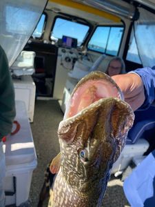 Northern pike caught fishing in Altmar NY showing open mouth and teeth on boat