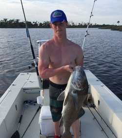 Impressive catch of a black drum fish in FL