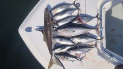6 blackfin tuna fish caught at Emerald Isle