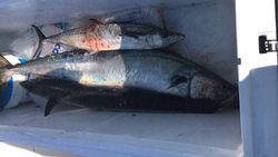 King Mackerel caught while fishing in NC