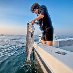 Striped Bass caught by fisherman in Hingham