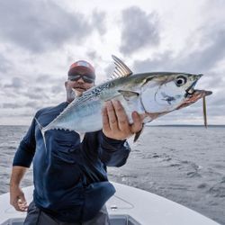 A single little tunny fish caught while fishing in Hingham