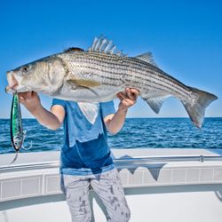 Striped bass caught while fishing in MA