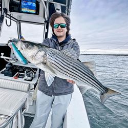 Striped bass caught while fishing in MA