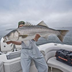Striped bass caught in Hingham, Massachusetts
