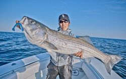 A striped bass caught in Hingham