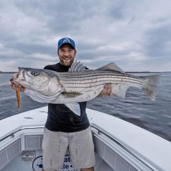 Striped bass caught by angler in Hingham