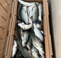 5 striped bass and yellow bass fish caught in Appling