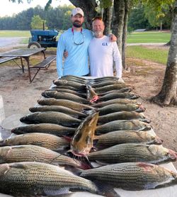 Striped bass caught in Appling while fishing