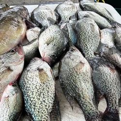 Two anglers fishing in GA