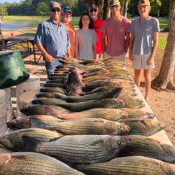 Two striped bass caught during a fishing trip in GA