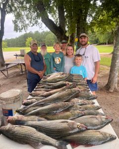 Large catch of white bass, striped bass, and yellow bass displayed on table in Appling GA