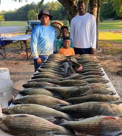 Large catch of white bass, striped bass, and yellow bass displayed on table in Appling GA