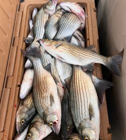 Striped Bass and Wiper Hybrid Fish Caught in Appling