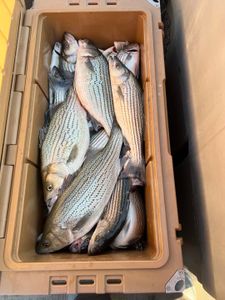 Striped bass and wiper (hybrid striped bass) caught fishing in GA