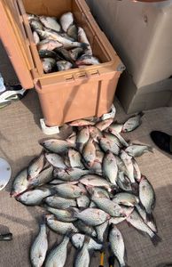 Fishing in GA