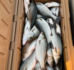5 yellow bass and wiper fish caught in GA