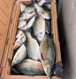 7 Wiper (Hybrid striped bass) fish caught fishing in Appling