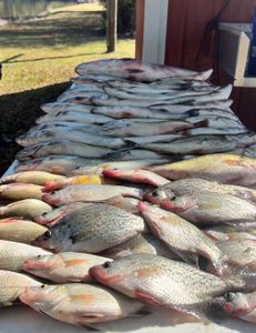 7 fish caught during fishing trip in Appling