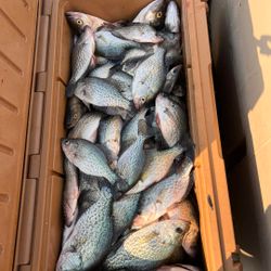 Seven crappie fish caught in Appling