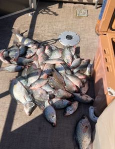 5 crappie fish caught on a fishing trip in Georgia