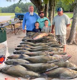 Five yellow bass fish caught in GA