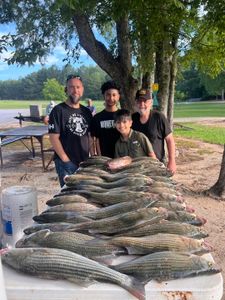 Large catch of striped bass displayed on cleaning table after successful fishing trip in Appling GA