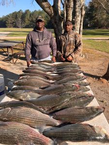 Large catch of striped bass and yellow bass displayed on table after successful fishing trip in Appling GA