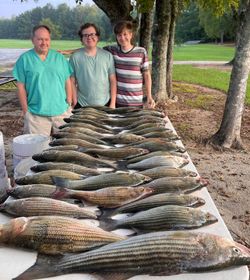 Large catch of striped bass and yellow bass laid out on table in Appling GA
