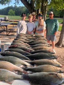 Large catch of striped bass and white bass displayed on cleaning table in Appling GA